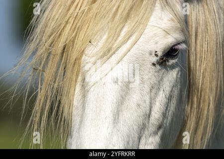 Cheval blanc au printemps en Camargue, France, Europe Banque D'Images