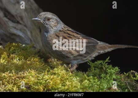 Dunnock (Prunella modularis) reposant dans la forêt en hiver. Alsace, France, Europe Banque D'Images