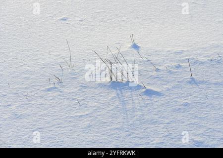 Végétation capturée dans la glace dans les marécages. Bas-Rhin, Alsace, Grand est, France, Europe Banque D'Images