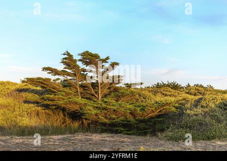 Cèdre plié par le vent dans un paysage côtier près de l'océan atlantique en France Banque D'Images