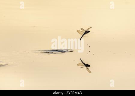 Une libellule pond ses œufs en survolant l'eau d'un marais. Bas Rhin, Alsace, France, Europe Banque D'Images