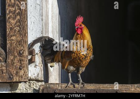 Coq de ferme perché sur une porte dans une ferme éducative. La ferme pédagogique AGF à Rhinau en Alsace Banque D'Images