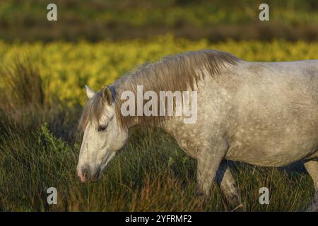 Cheval de Camargue dans un marais rempli d'iris jaunes. Saintes Maries de la mer, Camargue, Arles, Bouches du Rhône, Provence Alpes Cote d'Azur, France, Banque D'Images