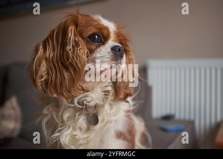 King Charles Cavalier Spaniel est assis sur un canapé regardant vers la fenêtre. Banque D'Images