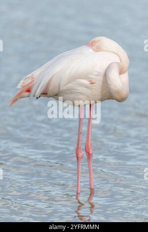 Grand Flamingos (Phoenicopterus roseus) dormant dans un marais au printemps. Saintes Maries de la Mer, Parc naturel régional de Camargue, Arles, Bouches d Banque D'Images