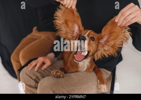 Un chien avec de grandes oreilles sourit à la caméra. un grand portrait d'un chien gingembre, d'énormes oreilles d'un animal de compagnie tenu par un homme. drôle de photo d'un animal. Banque D'Images