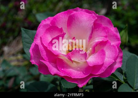 Rose française ( Rosa gallica ) - Kampala Ouganda Banque D'Images