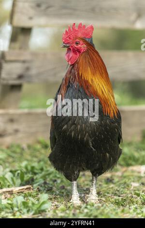 Coq dans une cour de ferme. Ferme pédagogique, rhinau, alsace, france Banque D'Images