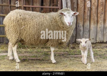 Agneau et mouton dans une bergerie et pâturage dans un village en hiver. Alsace, France, Europe Banque D'Images