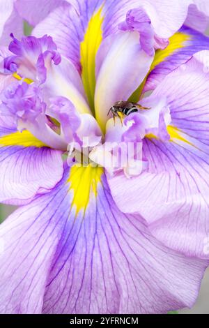 Jaune rose pâle fleur d'iris Iris ensata gros plan fleur portrait veines Iris gros plan Banque D'Images