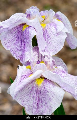 Fleur d'iris rose clair Iris ensata 'Blushing Ice' fleur d'iris rose Iris japonais Banque D'Images