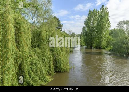 Rivière en crue au printemps après de fortes pluies dans la plaine d'Alsace en France. saule pleurant Banque D'Images