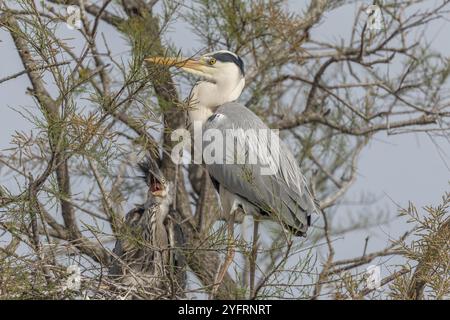 Héron gris (Ardea cinerea) avec des poussins sur le nid. Saintes Maries de la Mer, Parc naturel régional de Camargue, Arles, Bouches du Rhône, Provence Alp Banque D'Images