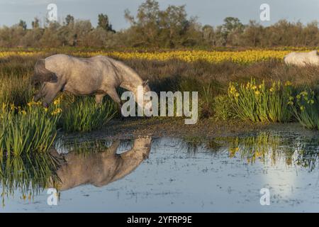 Chevaux de Camargue se nourrissant dans un marais plein d'iris jaunes. Saintes Maries de la mer, Parc naturel régional de Camargue, Arles, Bouches du Rhône, prouvé Banque D'Images