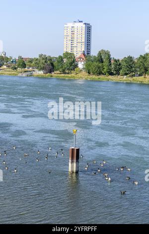 Le Rhin entre Strasbourg et Kehl vu du jardin des deux rives. Bas-Rhin, collectivité europeenne d'Alsace, Grand est Banque D'Images