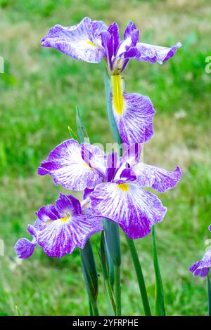 Iris ensata 'Silesian Pinwheel' jardin Iris japonais violet blanc floraison Banque D'Images