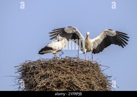 Cigogne blanche en période de cour au début du printemps, France, Alsace, Europe Banque D'Images