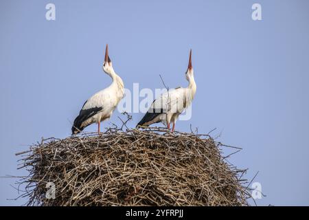 Cigogne blanche en période de cour au début du printemps, France, Alsace, Europe Banque D'Images