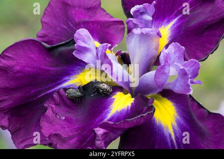 Iris ensata 'Eileen's Dream' deux coléoptères Banque D'Images