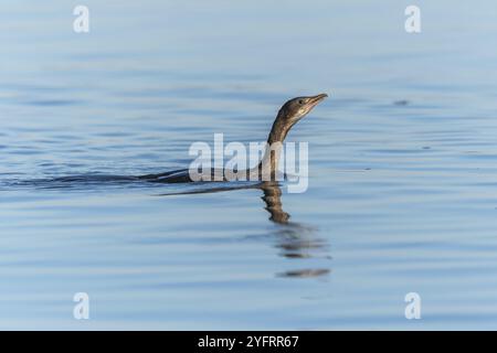 Cormoran pygmée (Microcarbo pygmaeus) nageant dans l'eau à la recherche de nourriture. Bas-Rhin, Alsace, Grand est, France, Europe Banque D'Images