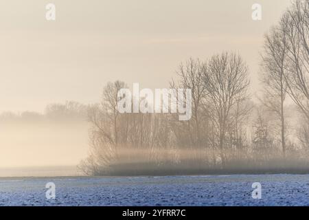 Brumes matinales dans la plaine en hiver. Bas-Rhin, Alsace, Grand est, France, Europe Banque D'Images