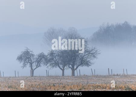 Brumes matinales dans la plaine en hiver. Bas-Rhin, Alsace, Grand est, France, Europe Banque D'Images