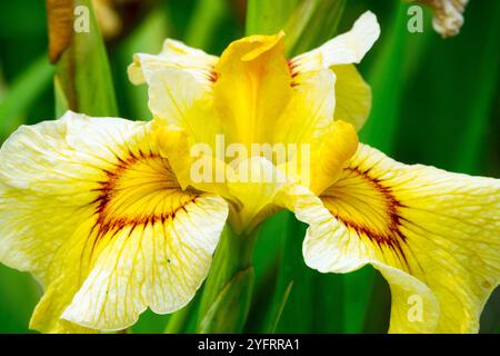 Iris x pseudata 'Akimatsuri', Iris pseudata est un hybride entre Iris pseudacorus - Iris jaune et Iris ensata japonais Banque D'Images