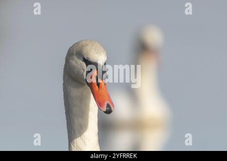 Cygne muet (Cygnus olor) portrait sur l'eau d'un lac, Bas-Rhin, Alsace, Grand est, France, Europe Banque D'Images