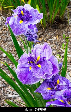 Iris ensata Centre d'attention Fleur fleurs floraison floraison dans Bloom Abloom jardin plantes vivantes Herbaceous Bleu pâle Banque D'Images