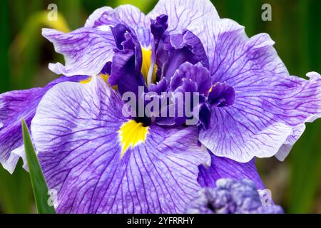 Violet lavande pâle fleur d'iris Iris ensata 'Center of attention' Banque D'Images