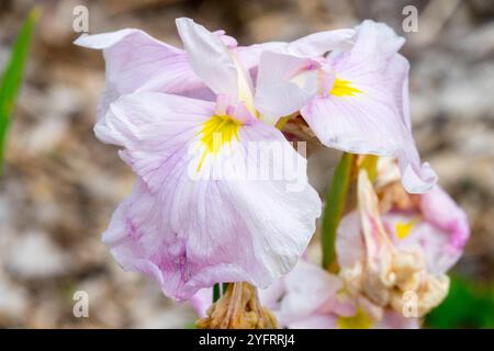 Fleur d'Iris rose, Iris 'Coho' Japonais, chutes rose clair, fleur d'Iris rose tendre Banque D'Images