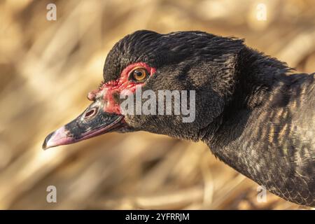 Un portrait d'un canard à la muscovy, une espèce d'Oies également connue sous le nom de canard barbaraire en Inde Banque D'Images