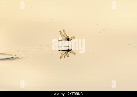 Une libellule pond ses œufs en survolant l'eau d'un marais. Bas Rhin, Alsace, France, Europe Banque D'Images