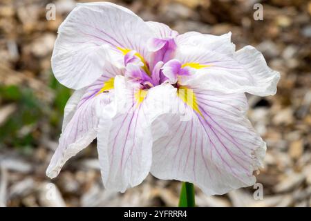 Iris ensata 'Greywoods Catrina' White Iris Banque D'Images