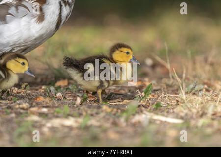 Femelle canard de Barbarie (Cairina moschata) avec ses poussins. Bas-Rhin, collectivité europeenne d'Alsace, Grand est, France, Europe Banque D'Images