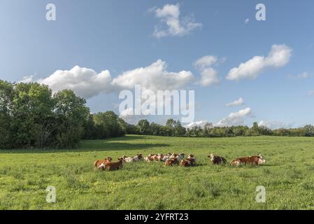 Vache se détendant dans les pâturages de la montagne juran en France Banque D'Images