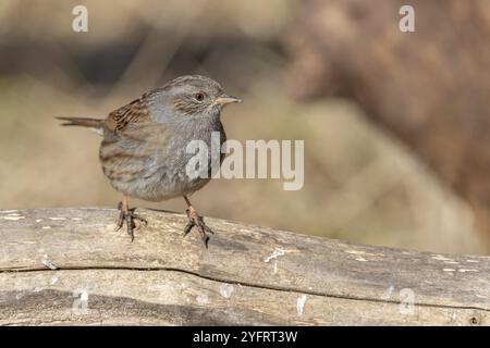 Dunnock (Prunella modularis) perché sur une branche dans la forêt en hiver. Alsace, France, Europe Banque D'Images