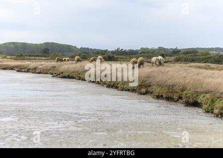 Moutons qui paissent dans les marais salants en France près de la côte atlantique Banque D'Images