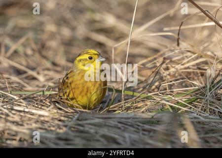 Jaune mâle (Emberiza citrinella) à la recherche de nourriture sur le sol. Alsace, France, Europe Banque D'Images