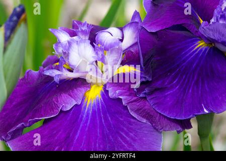 Bleu foncé gros plan Iris détail fleur en gros plan Détails de l'iris ensata japonais 'Frosted intrigue' Banque D'Images