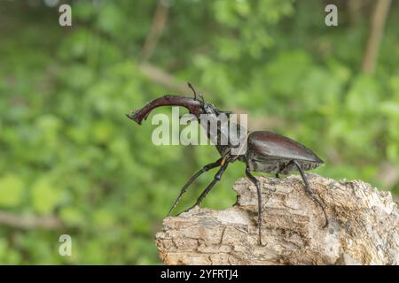 Skite lucane mâle (Lucanus cervus) sur bois mort en forêt. Alsace, France, Europe Banque D'Images