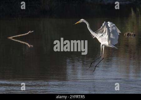 Grande aigrette (Ardea alba) pêchant en vol dans un marais. Bas-Rhin, collectivité europeenne d'Alsace, Grand est, France, Europe Banque D'Images