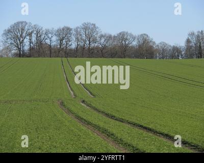 Un champ vert avec des traces de tracteur au premier plan, à l'arrière-plan une rangée d'arbres sous un ciel dégagé, vrede, muensterland, allemagne Banque D'Images