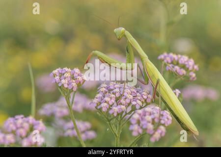 La Mantis religiosa en prière à l'affût d'une fleur rose. Alsace, France, Europe Banque D'Images