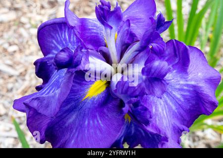 Grande fleur d'iris bleue Iris ensata 'Electric Glow' Banque D'Images
