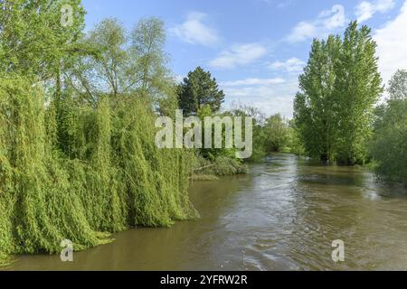 Rivière en crue au printemps après de fortes pluies dans la plaine d'Alsace en France. saule pleurant Banque D'Images