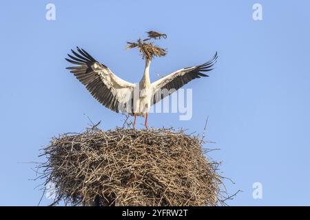 Cigogne blanche en période de cour au début du printemps, France, Alsace, Europe Banque D'Images