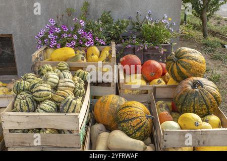 Caisses remplies de citrouilles et de différentes courges sur une ferme biologique. Bas-Rhin, collectivité europeenne d'Alsace, Grand est, France, Europe Banque D'Images