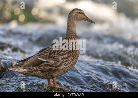 Canard colvert femelle (Anas platyrhynchos) à la recherche de nourriture dans une rivière. Thann, Haut-Rhin, collectivité europeenne d'Alsace, Grand est, France, Europe Banque D'Images