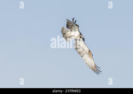 Osprey (Pandion haliaetus) survolant un marais. Bas-Rhin, collectivité europeenne d'Alsace, Grand est, France, Europe Banque D'Images